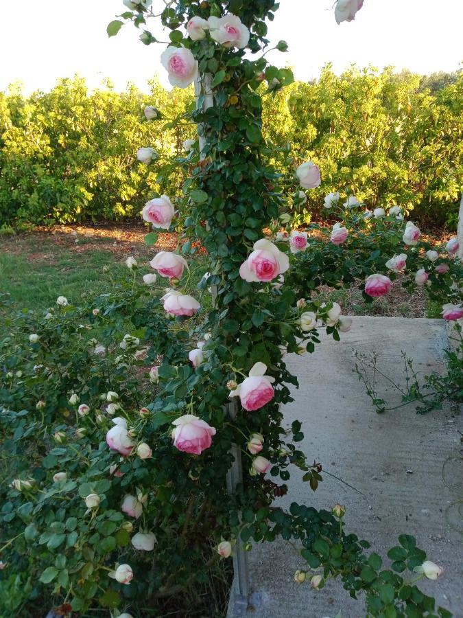 Il Giardino Dei Tramonti Bed & Breakfast นาร์โด ภายนอก รูปภาพ